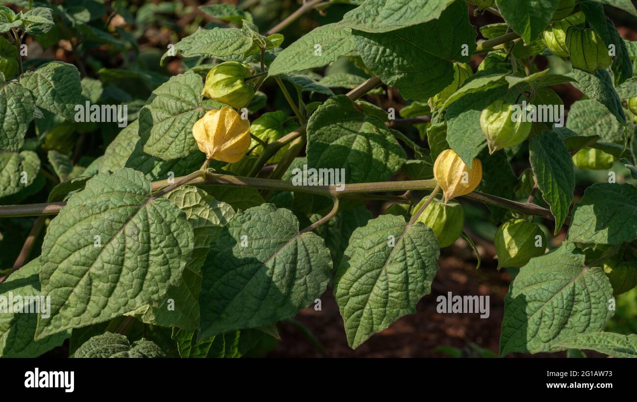 Nahaufnahme zeigt Gruppe von rohen und reifen Cape Gooseberry, Rasbhari, Physalis peruviana, peruanische Erdkirschfrüchte wachsen in landwirtschaftlichen Bauernhof, Stockfoto