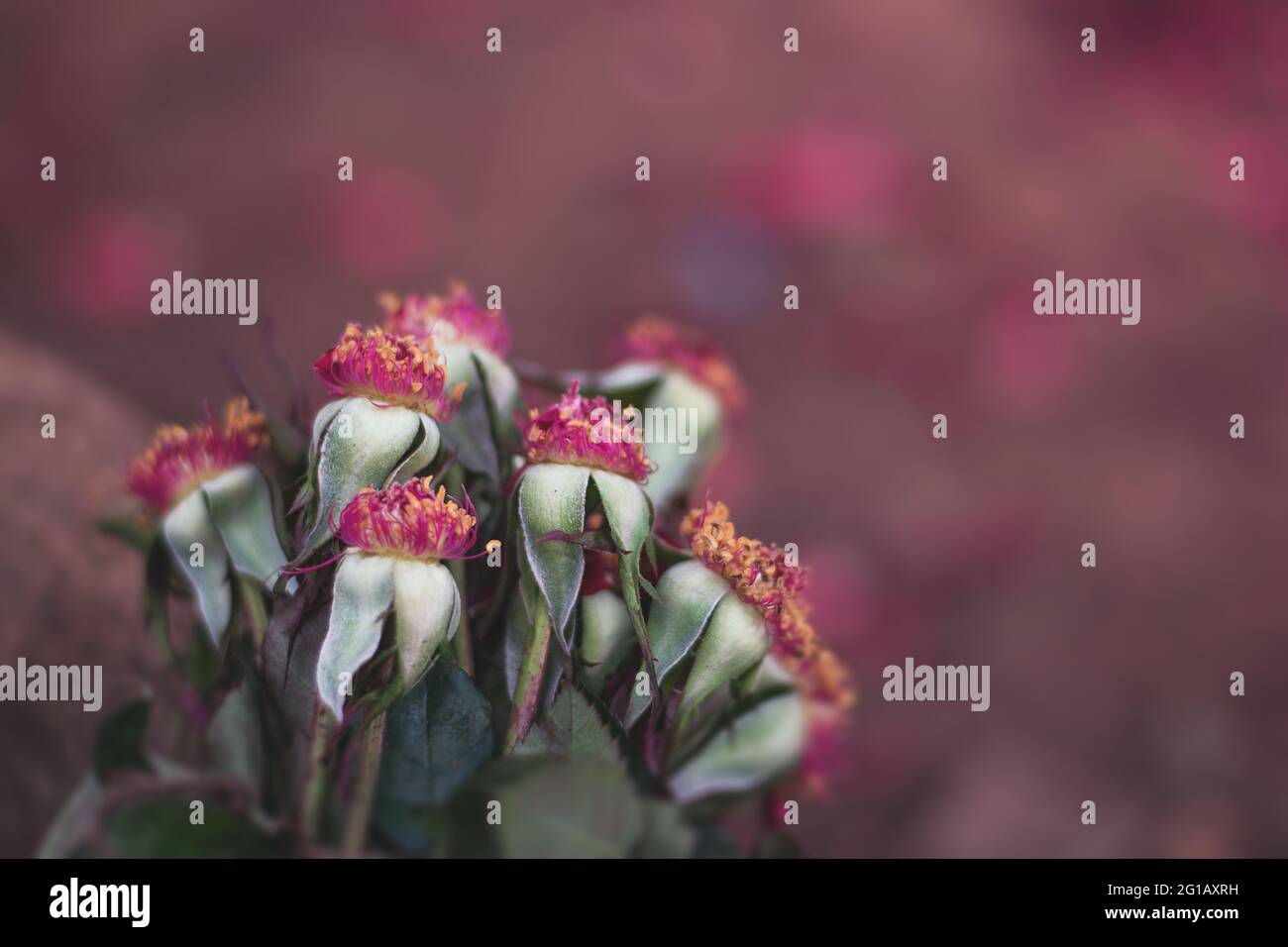 Blume ohne Blütenblätter Stockfoto
