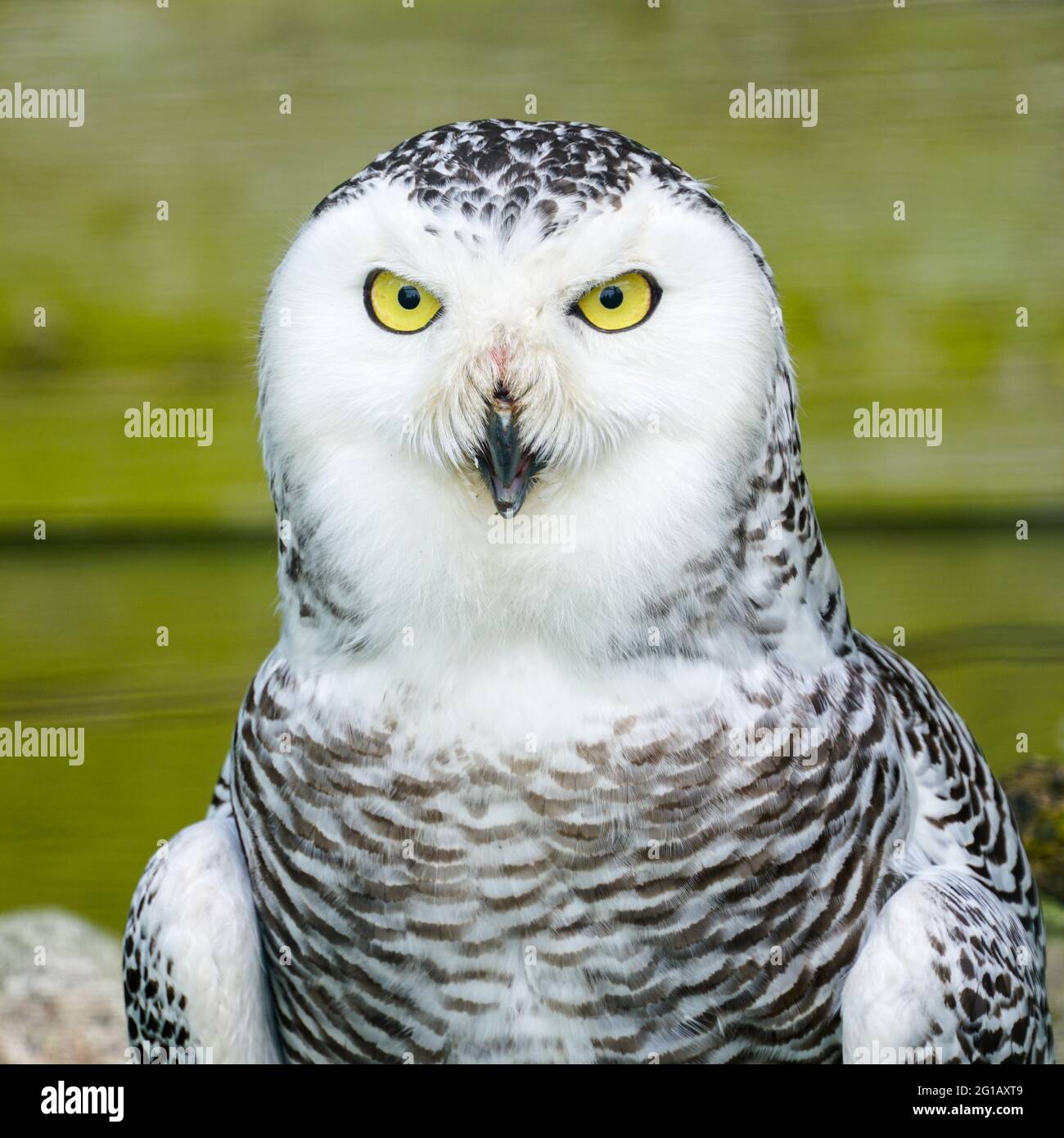 Ein Frontalporträt einer passiven Schneeule mit hypnotisierenden gelben Augen. Stockfoto
