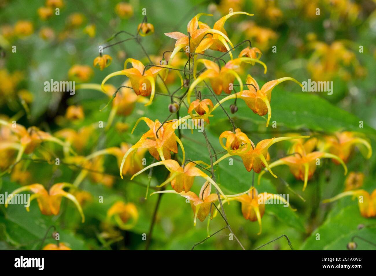 Immergrüne Barrenwort Epimedium 'Amber Queen' Blume Nahaufnahme Epimedium Orange Blumen Stockfoto