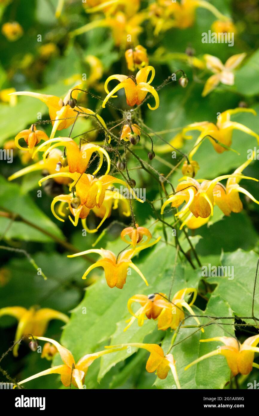Immergrüne Barrenwort Epimedium 'Amber Queen' Blume Nahaufnahme Epimedium Orange Blumen Stockfoto