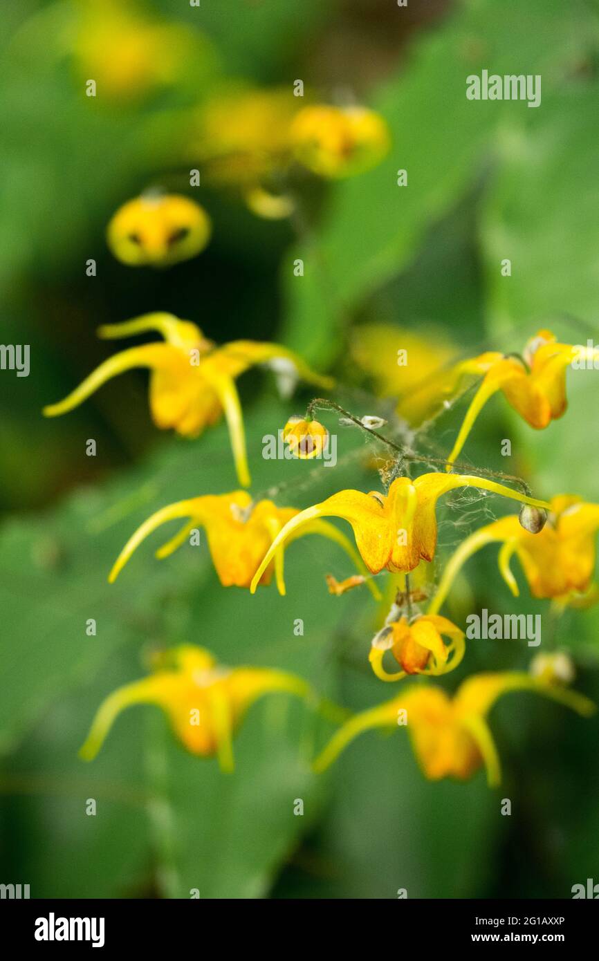 Immergrüne Barrenwort Epimedium Amber Vawe Blume Nahaufnahme Epimedium Orange Blumen Stockfoto