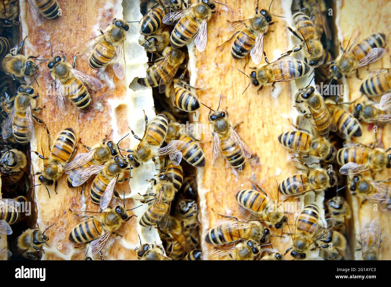 Nahaufnahme von den Arbeitsbienen auf die Wabe mit süßem Honig. Honig ist die Bienenzucht gesunde Produkte. Bienenhonig in den schönen gelben gesammelt Stockfoto