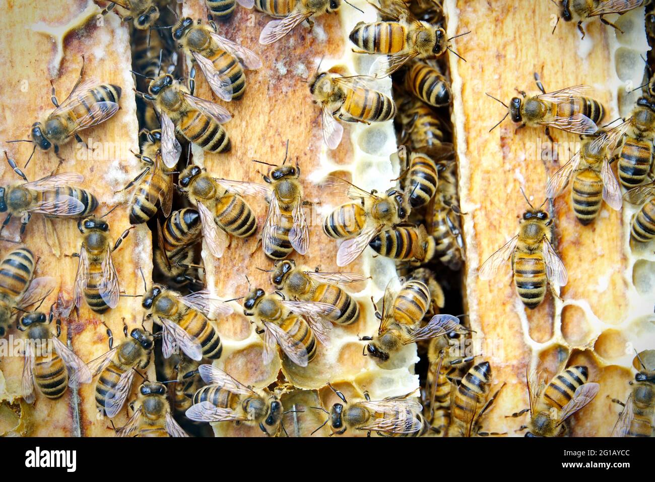 Nahaufnahme von den Arbeitsbienen auf die Wabe mit süßem Honig. Honig ist die Bienenzucht gesunde Produkte. Bienenhonig in den schönen gelben gesammelt Stockfoto