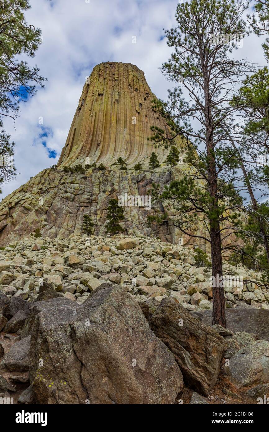 Blick auf Devils Tower und Ponderosa Pine vom Tower Trail, der um den Gipfel führt, Devils Tower National Monument, Wyoming, USA Stockfoto