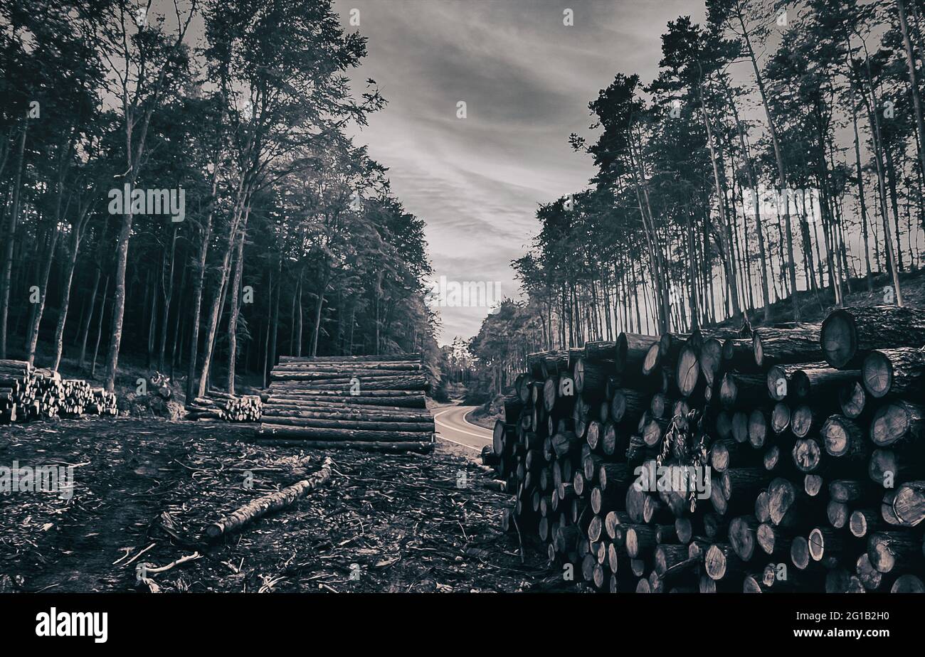 Eine geheimnisvolle, düstere Serpentine inmitten des Waldes im wunderschönen Lubkowo in Polen - Eine unvergessliche Nacht - Holzhaufen - Serpetine Slenderman. Stockfoto