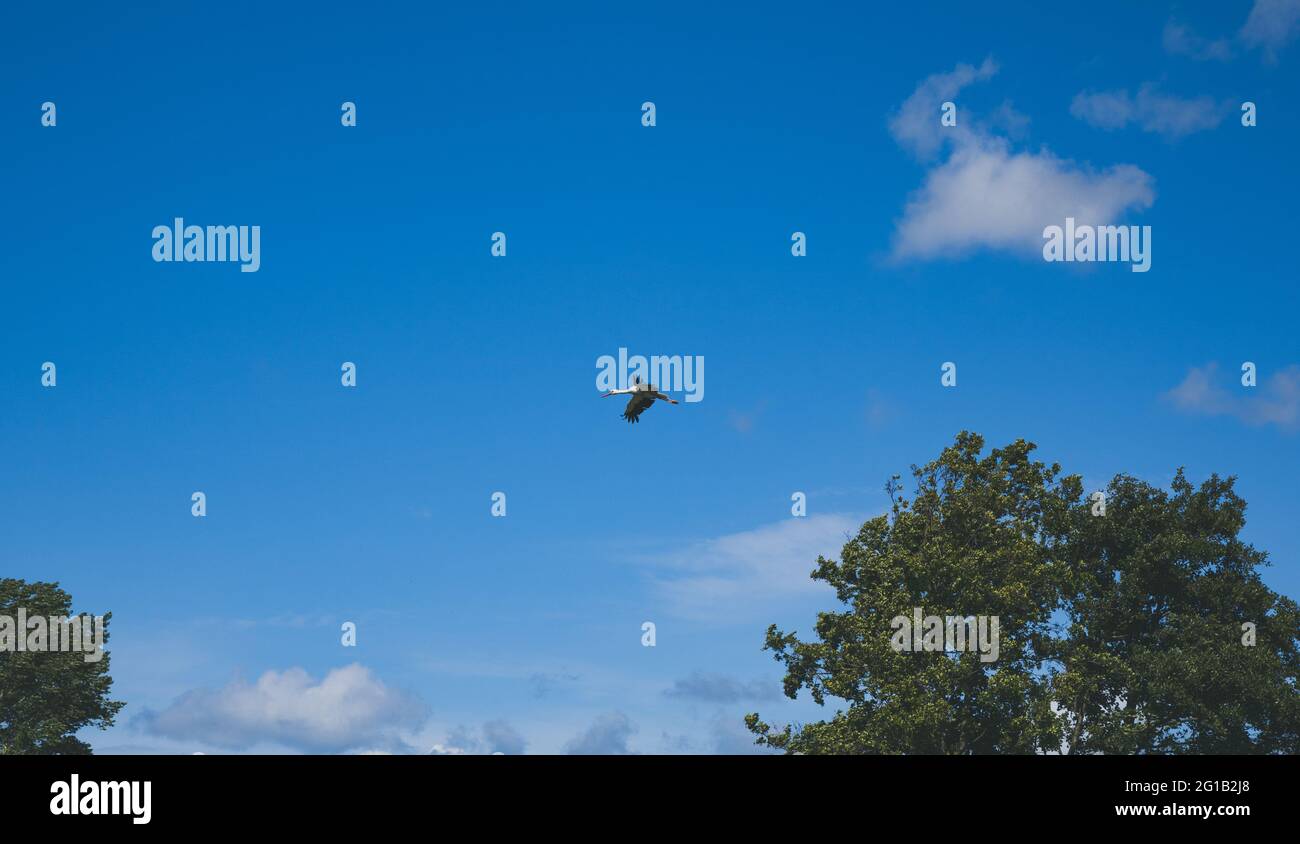 Storchvogel im Halbflug gegen einen hellblauen Himmel im Sommer in Zeitlupe. Storch am Himmel im Hochsommer. Störchenflug, weißer Störch, Marabou. Stockfoto Storchvogel im Halbflug gegen einen hellblauen Himmel im Sommer in Zeitlupe. Storch am Himmel im Hochsommer. Störchenflug, weißer Störch, Marabou. Stockfoto