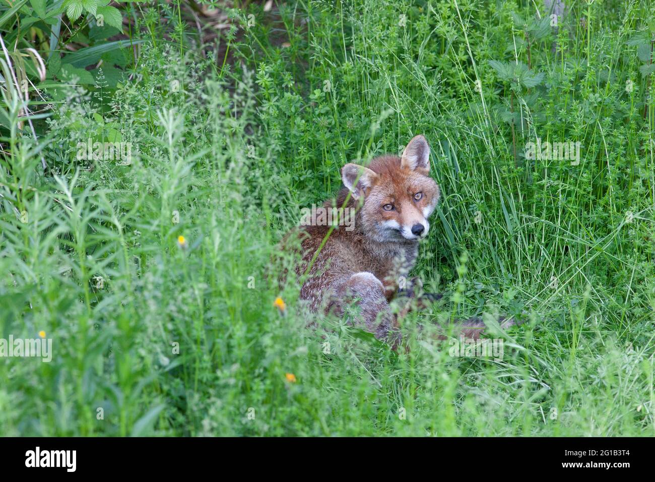 London, Großbritannien, 6. Juni 2021: Ein Hundefuchs passiert seinen Sonntagnachmittag und schnüffelnd auf der Wiese eines Vorstadtgartens in Clapham. Die Höhle des Fuchses befindet sich unten im Garten des Fotografen. Er hatte in diesem Jahr zwei Jungen, aber sein Kumpel wurde seit ihrer Geburt nicht mehr gesehen. Ein Junge wurde tot im Garten gefunden, das andere wurde seit einer Woche nicht mehr gesehen. Anna Watson/Alamy Live News Stockfoto