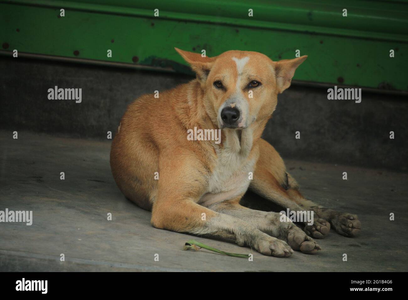 Braune bangladeschische Hunde lügen. Stockfoto