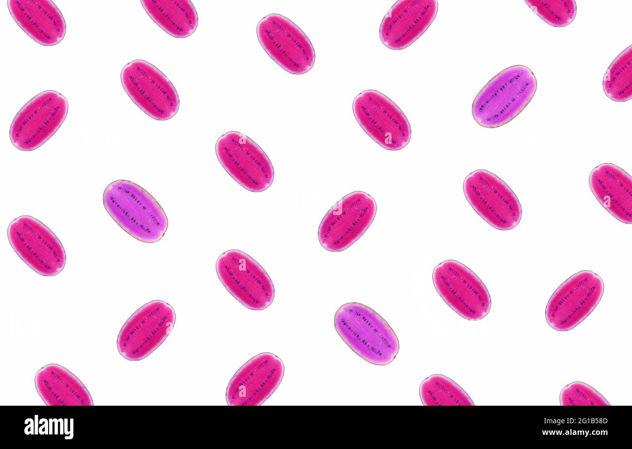 Pop Art Surrealer Stil Rosa und Lila halbgeschnittene Wassermelonen in diagonalen Reihen auf weißem Hintergrund Stockfoto