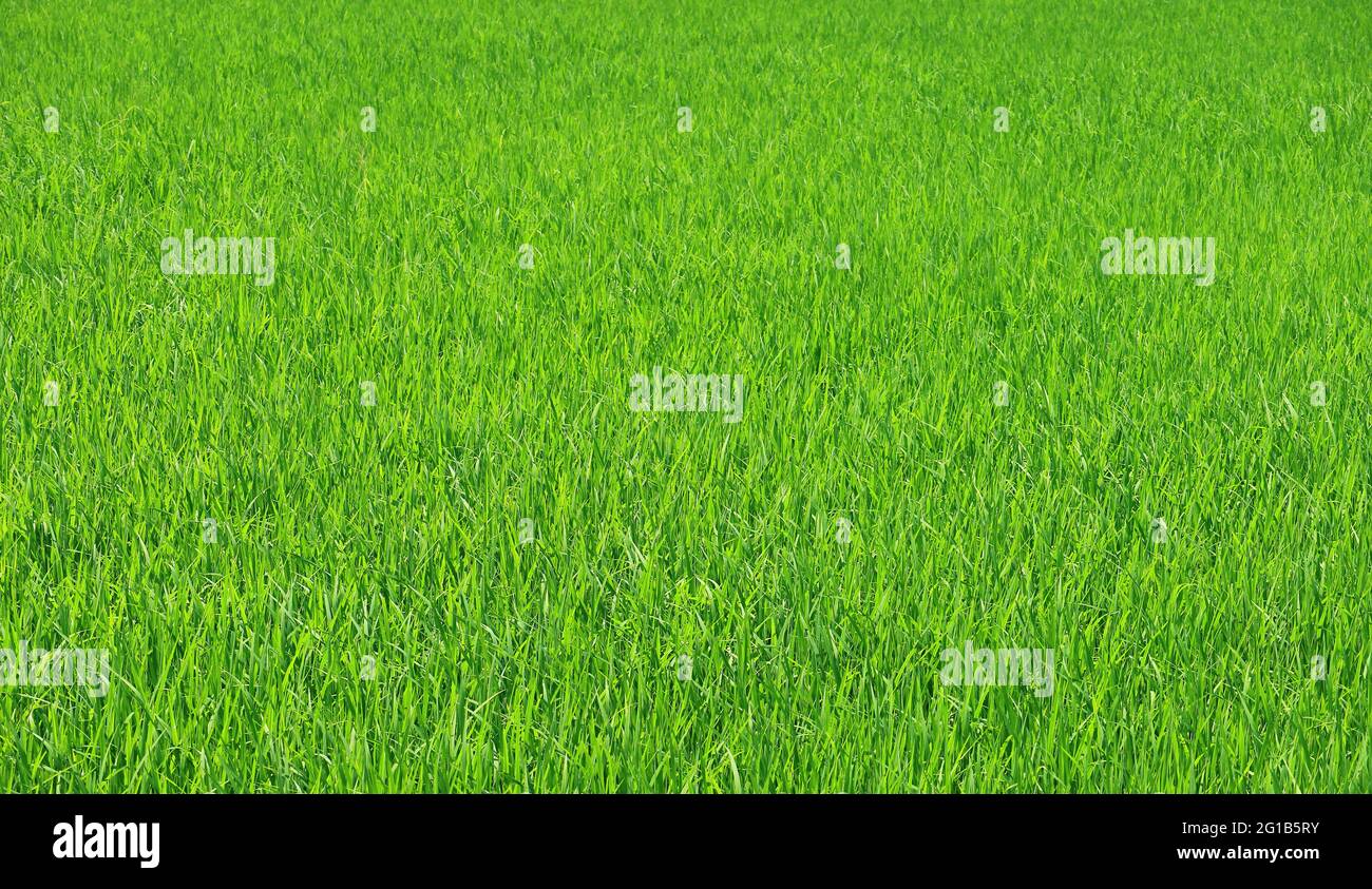 Lebhaft grün wachsende junge Reispflanzen im Reisfeld mit selektivem Fokus Stockfoto