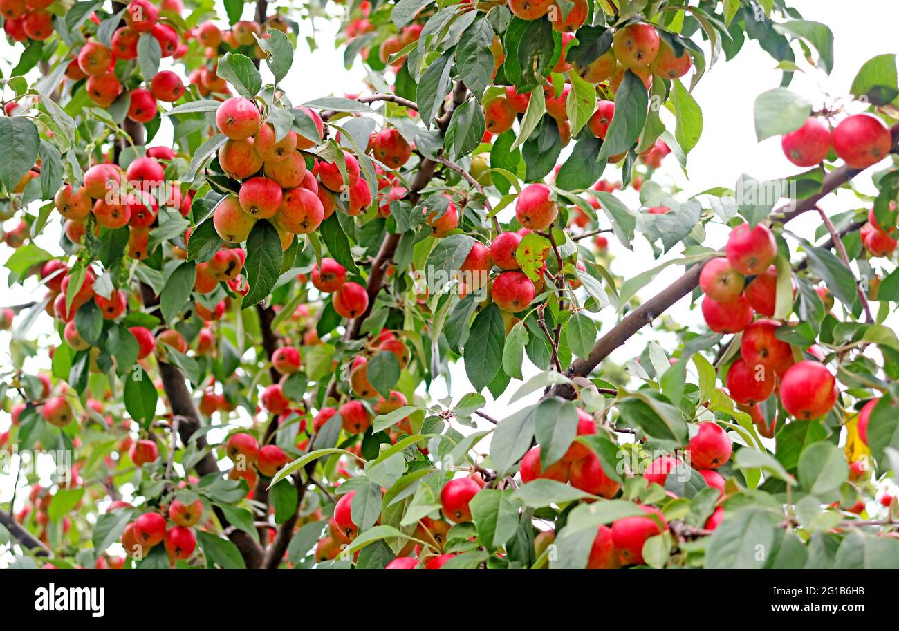 Ornamental Crab Apple Tree voller lebhafter roter reifer Früchte Stockfoto