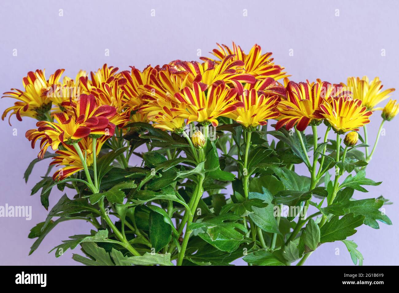 Die Blüten der indischen Chrysantheme (Chrysantheme indicum) sind eine mehrjährige Pflanze der Familie der Asteraceae, oder, wie sie auch genannt werden, der Asteracea Stockfoto