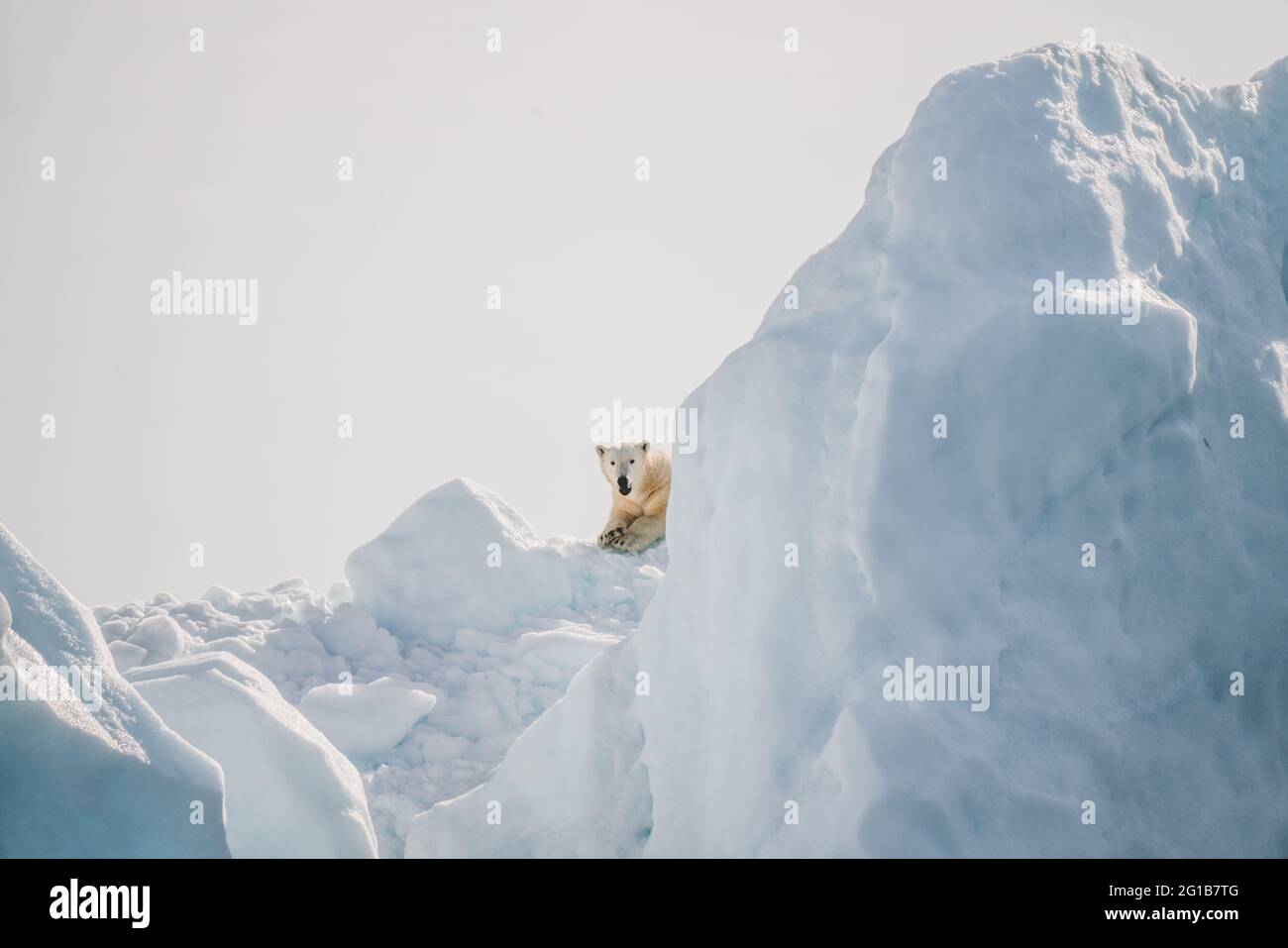 Eisbär und Gletscher Stockfoto