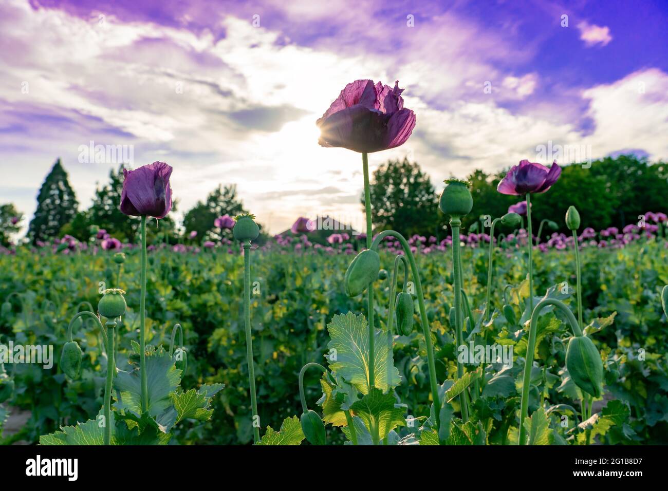 Schöne lila violette Mohnblume Papaver somniferum Feld bei Sonnenuntergang. Stockfoto