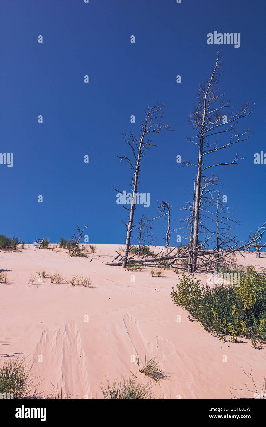 Düne, aufgenommen im Naturschutzgebiet Łeba (Leba) an der Lontzkedüne (polnische Wydma Łącka).die Wüste Polens im Hochsommer mit toten Bäumen. Stockfoto