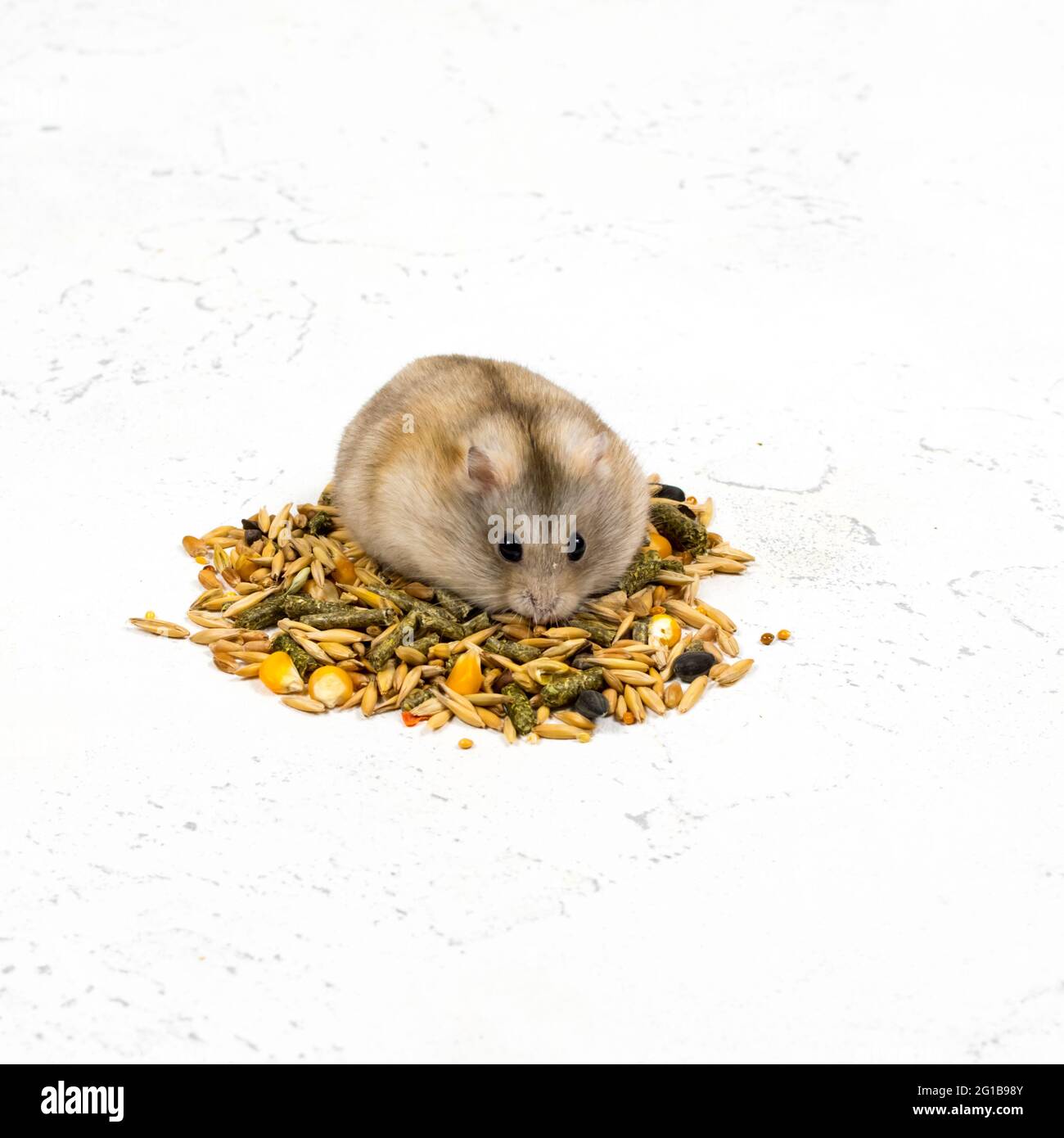 Ein flauschiger Ingwerhamster sitzt auf einem Haufen Nahrung und sieht aus. Konzept der Tierfütterung. Stockfoto