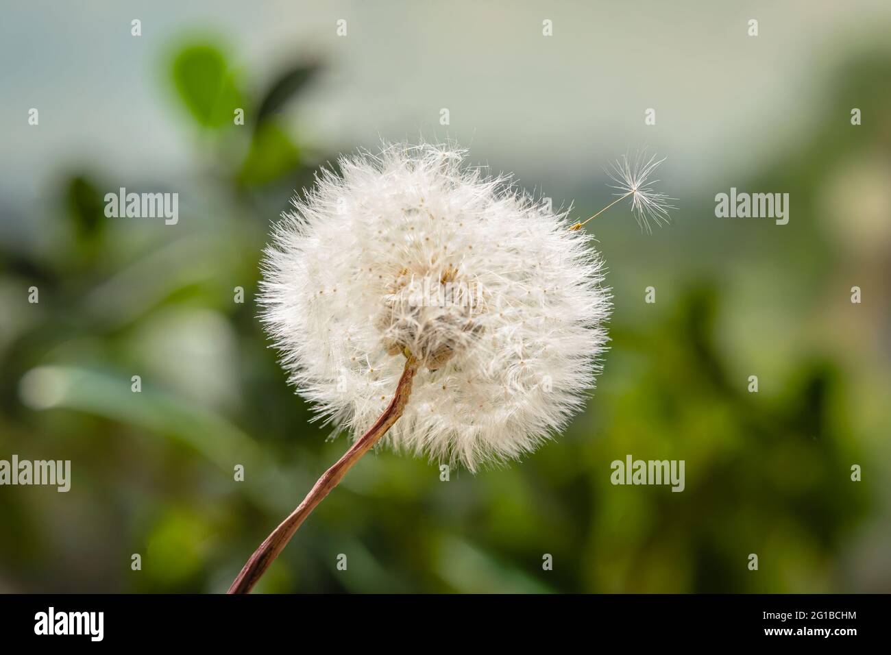 Weiß Löwenzahn auf grünem Hintergrund, natürlichen Hintergrund Stockfoto