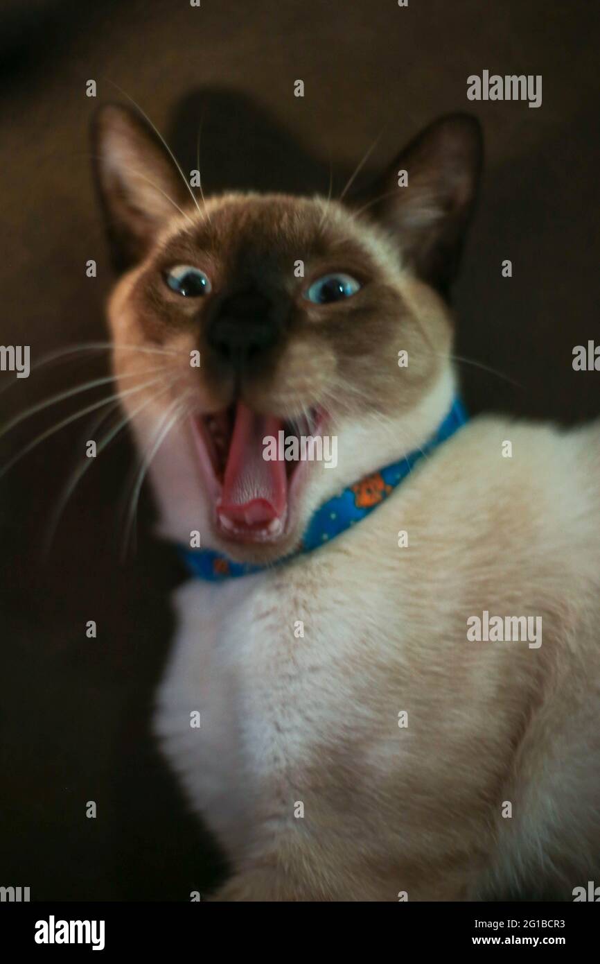 Cat lächeln Stockfoto