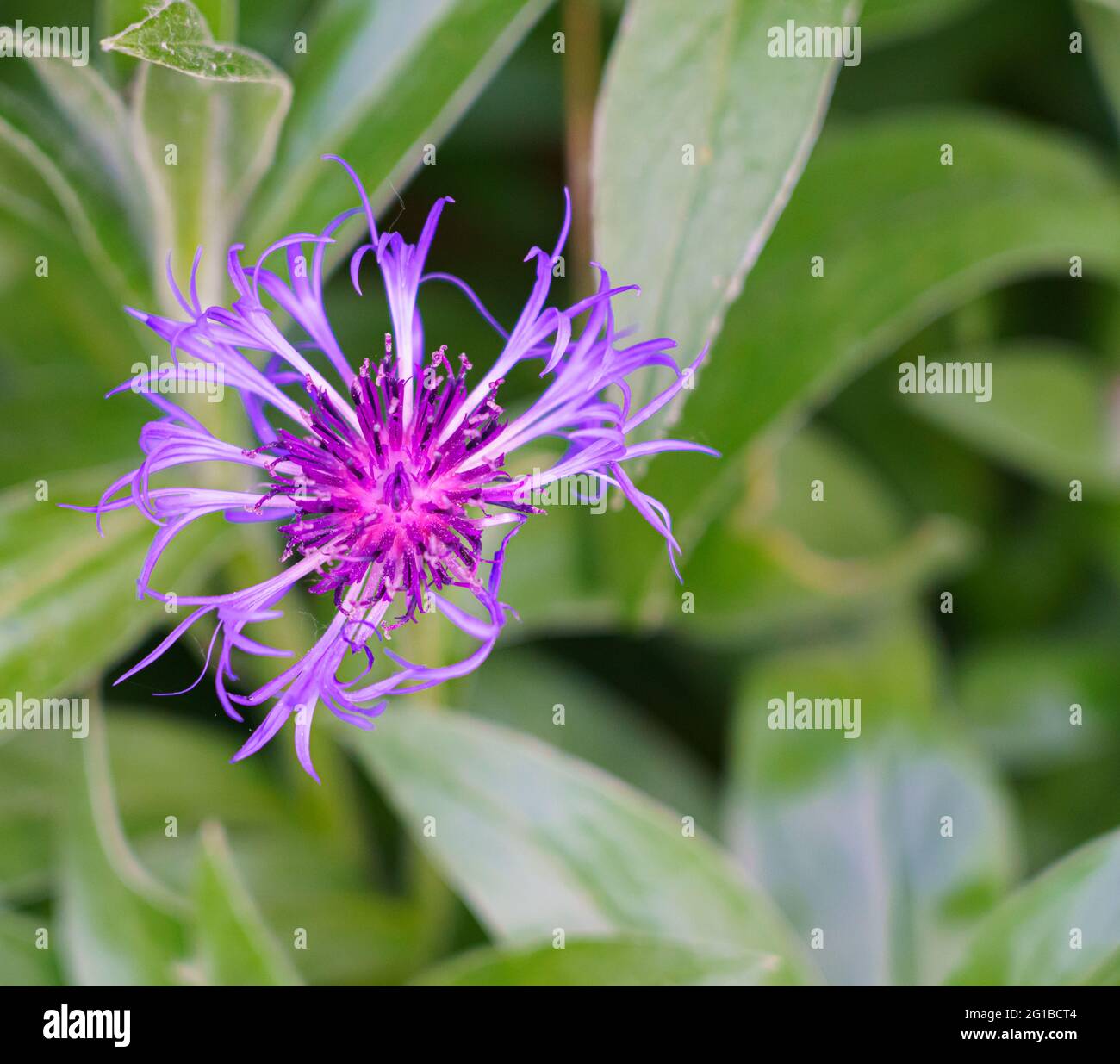 Nahaufnahme eines Mountain Bluet Junggesellenbons in der Sommerblüte mit lebhaftem Violett und Blau Stockfoto