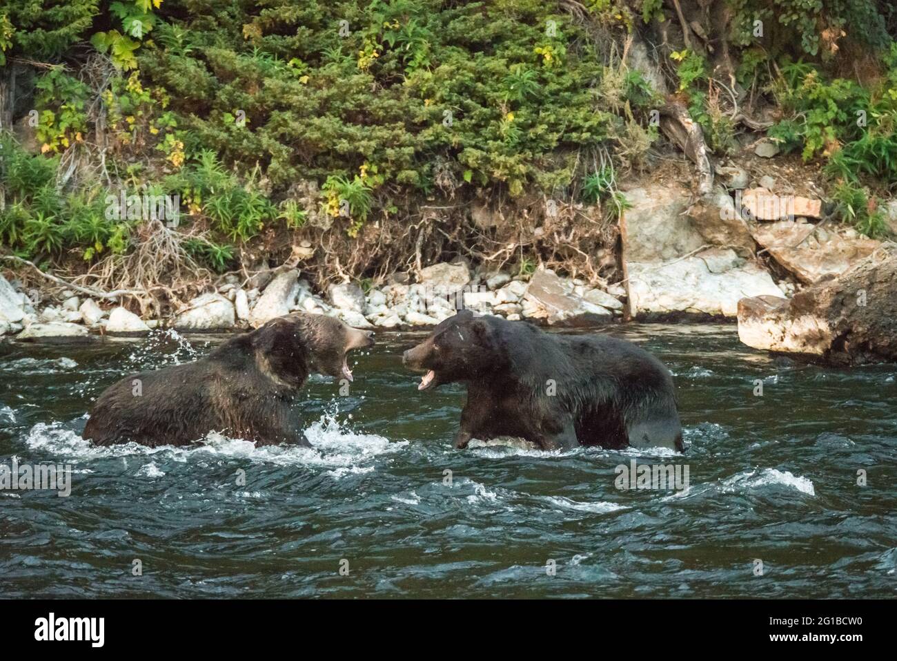 2 Grizzlybären knurren sich inmitten des Yellowstone River im Yellowstone National Park, USA Stockfoto