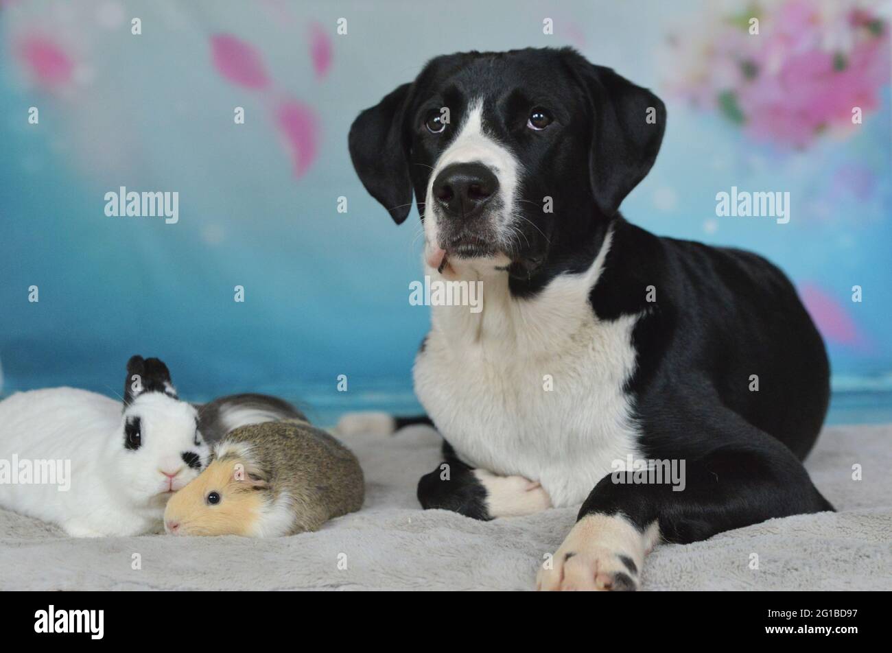 Hund, Kaninchen und Meerschweinchen liegen zusammen auf einer Decke Stockfoto