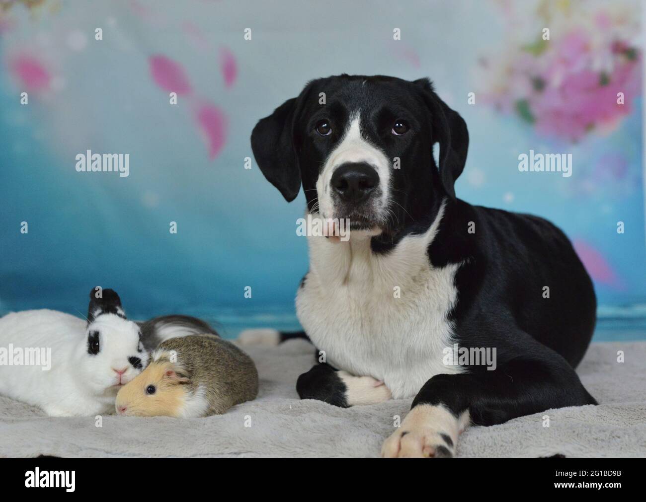 Hund, Kaninchen und Meerschweinchen liegen zusammen auf einer Decke Stockfoto