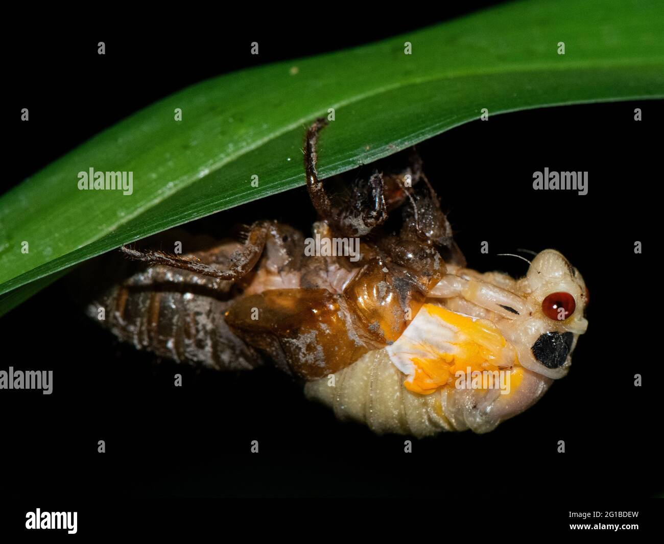 17-jährige Brut X cicada, die aus Exoskelett hervortritt Stockfoto