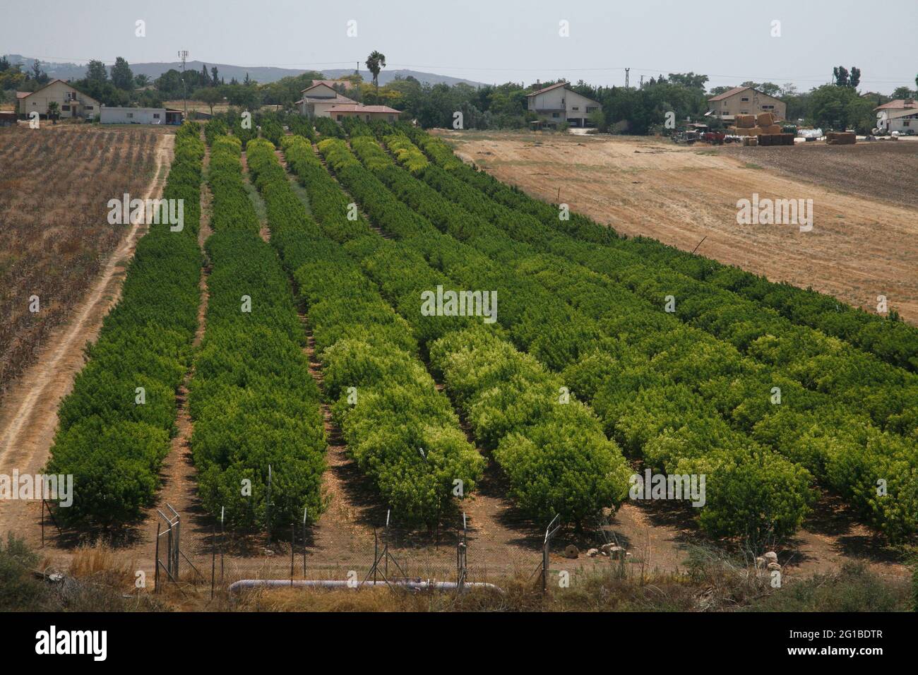 Obstgarten mit Nectarine-Bäumen, Lower Shephelah Hills, Lowlands oder Judäischen Ausläufern in der Nähe des Dorfes Kfar Shmuel, Israel Stockfoto