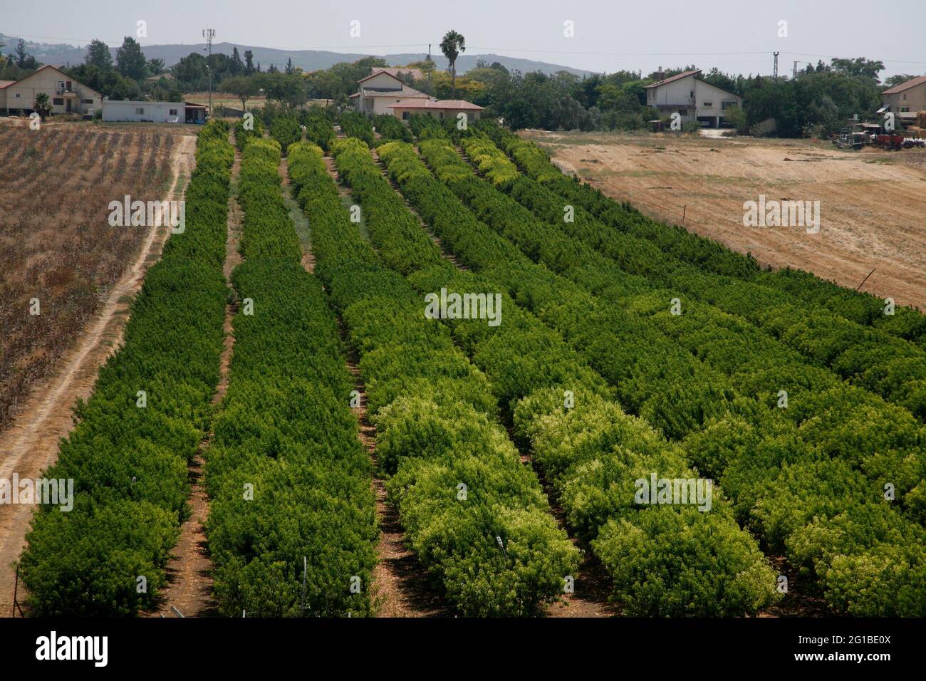 Obstgarten mit Nectarine-Bäumen, Lower Shephelah Hills, Lowlands oder Judäischen Ausläufern in der Nähe des Dorfes Kfar Shmuel, Israel Stockfoto