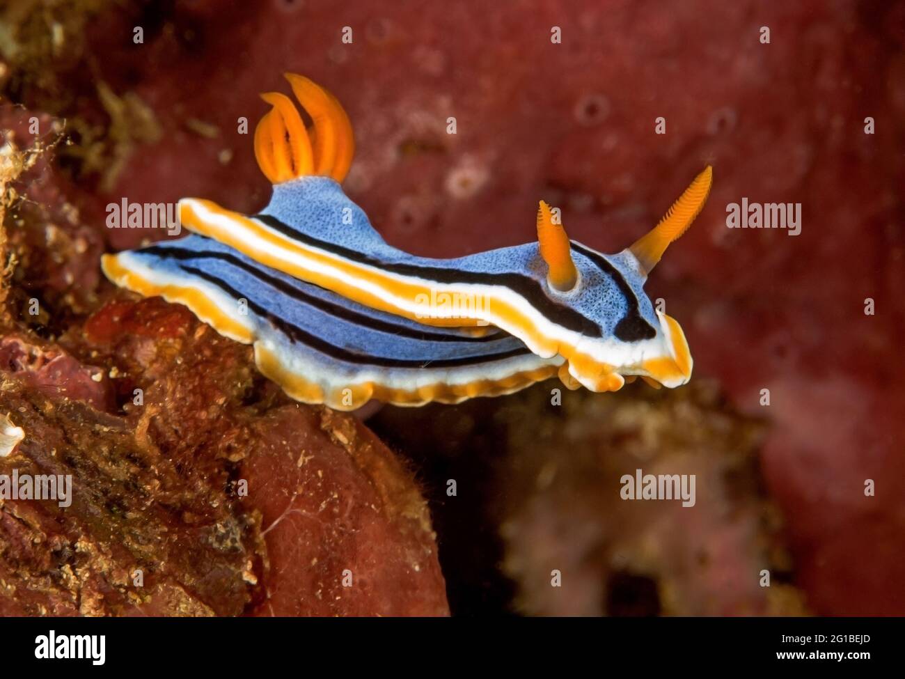 Lebhaft blauer Nudibranch-Weichtier mit gelben und schwarzen Linien und Rhinophores an Korallenriffen Stockfoto