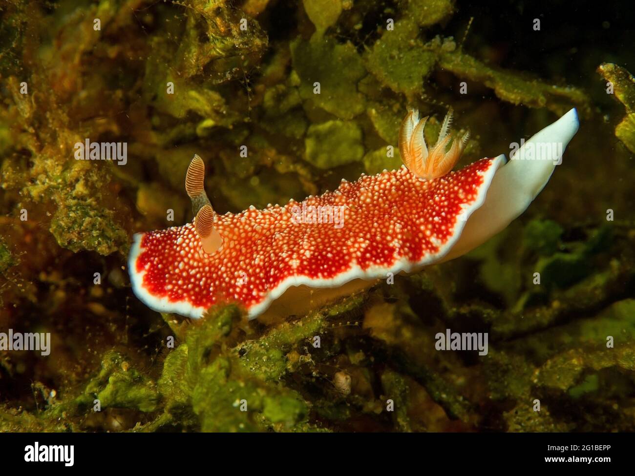 Leuchtend rote Nudibranch-Weichtiere mit Nashorn und Tentakeln, die auf Algen in der Tiefsee sitzen Stockfoto