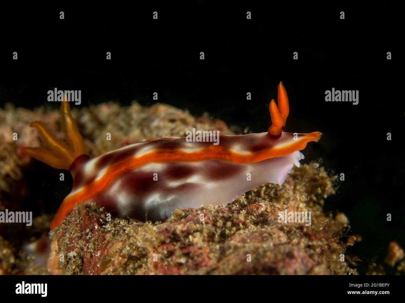 Hellbrauner Nudibranch mit Tentakeln und Rhinophores, die im dunklen Meerwasser auf dem Korallenriff krabbeln Stockfoto