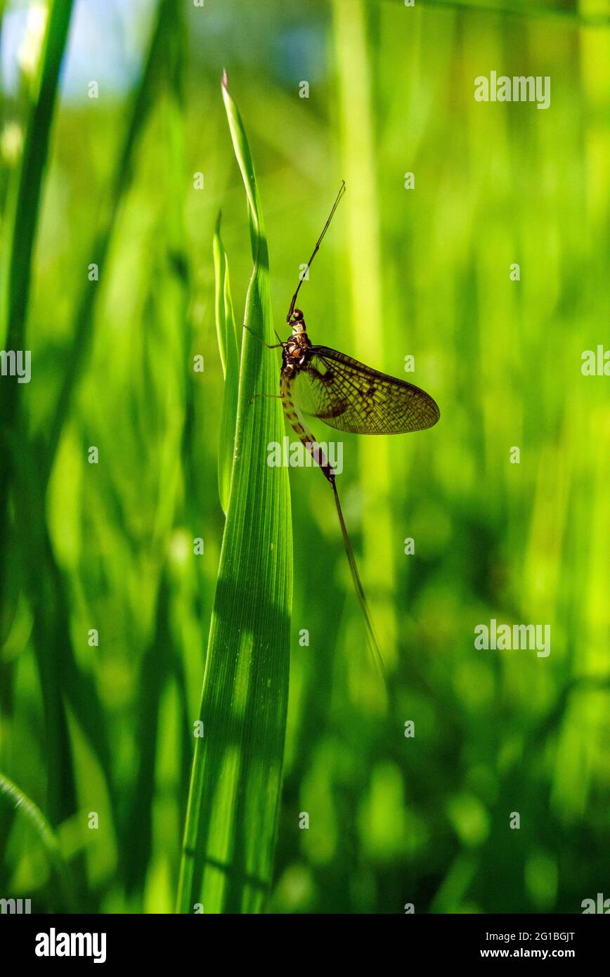 Mayfly ruht sich auf zu Teichweizen Stockfoto