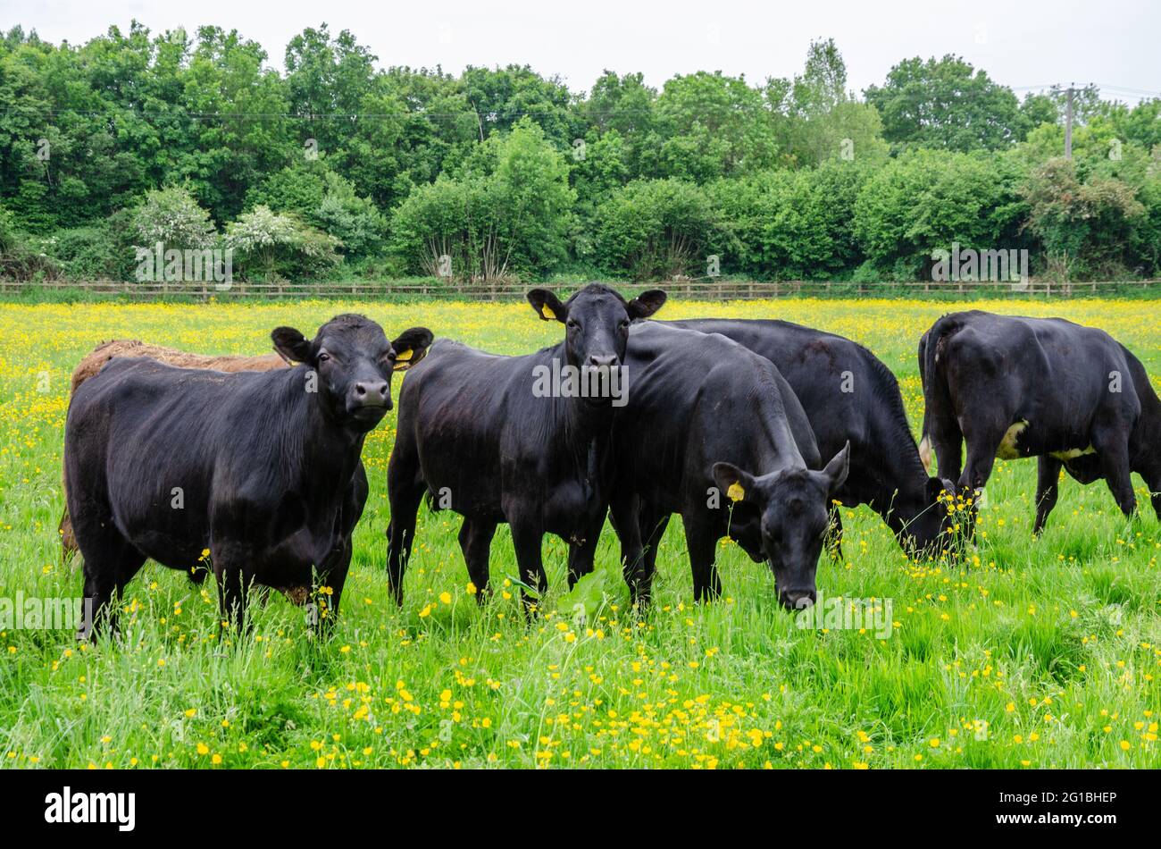 Kühe grasen auf einem Feld auf einem Bauernhof. Stockfoto