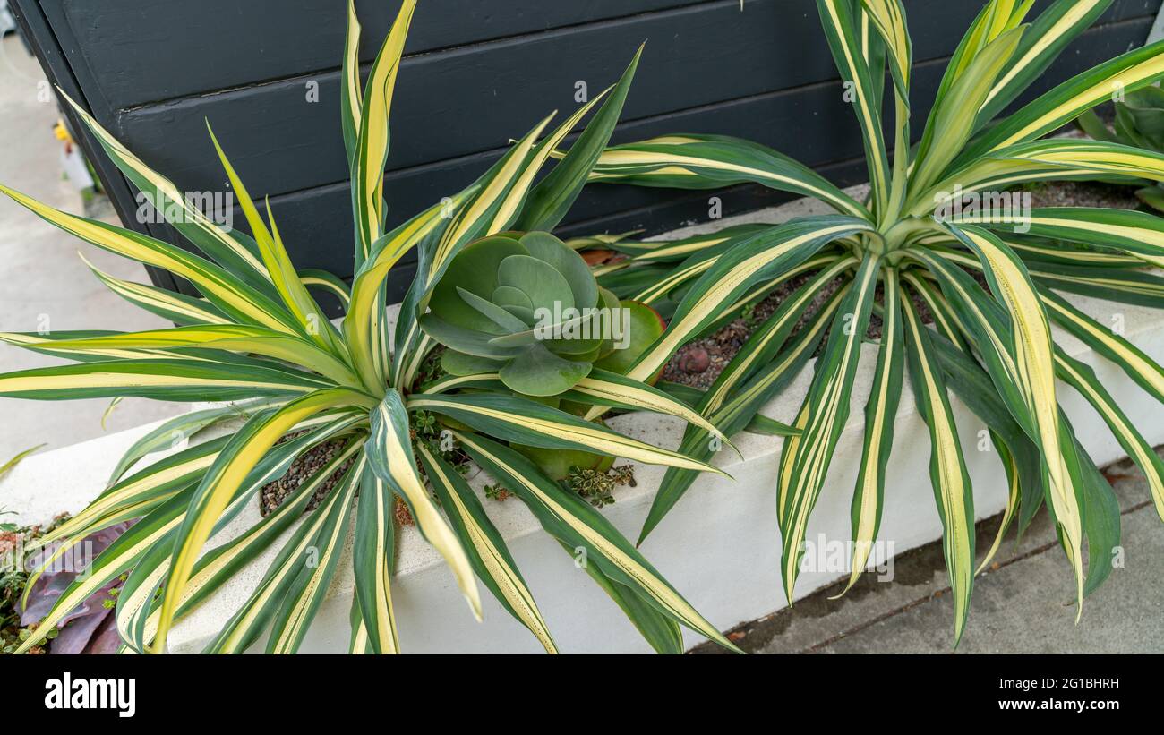 Schöne Sukkulente in Vase vor einem Haus an der Straße Stockfoto