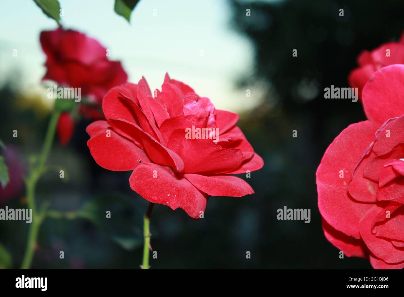 Eine rote Blume im Garten Stockfoto
