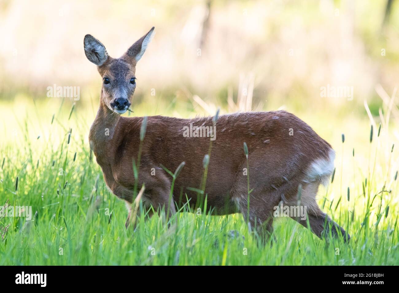 Roe Deer (Capreolus capreolus) füttert im Frühsommer auf Gras, Schottland, Großbritannien Stockfoto