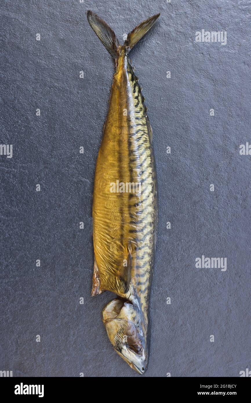Makrele (Scomber Scombrus) Stockfoto