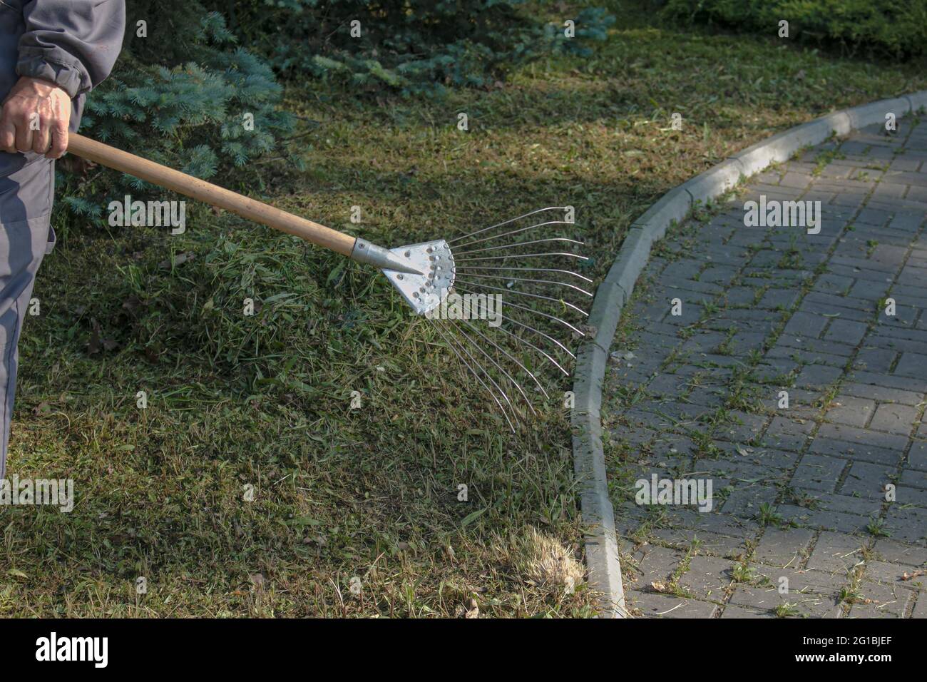 Mitarbeiter der Stadtwerke sind mit der Reinigung von trockenen Blättern auf dem Rasen des Stadtparks beschäftigt. Rechen arbeiten. Stockfoto