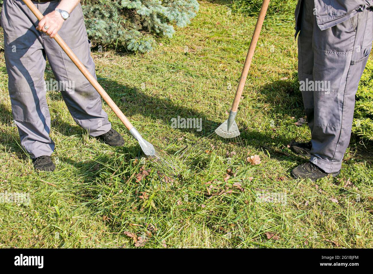 Mitarbeiter der Stadtwerke sind mit der Reinigung von trockenen Blättern auf dem Rasen des Stadtparks beschäftigt. Rechen arbeiten. Stockfoto