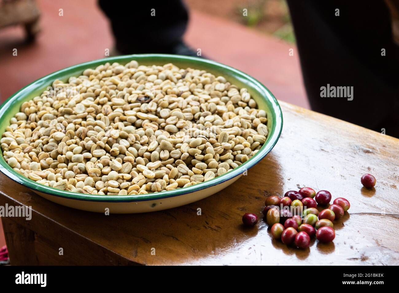 Kaffeekirschen nach der Ernte und rohe Kaffeebohnen bei einer Kaffeemonstration Stockfoto