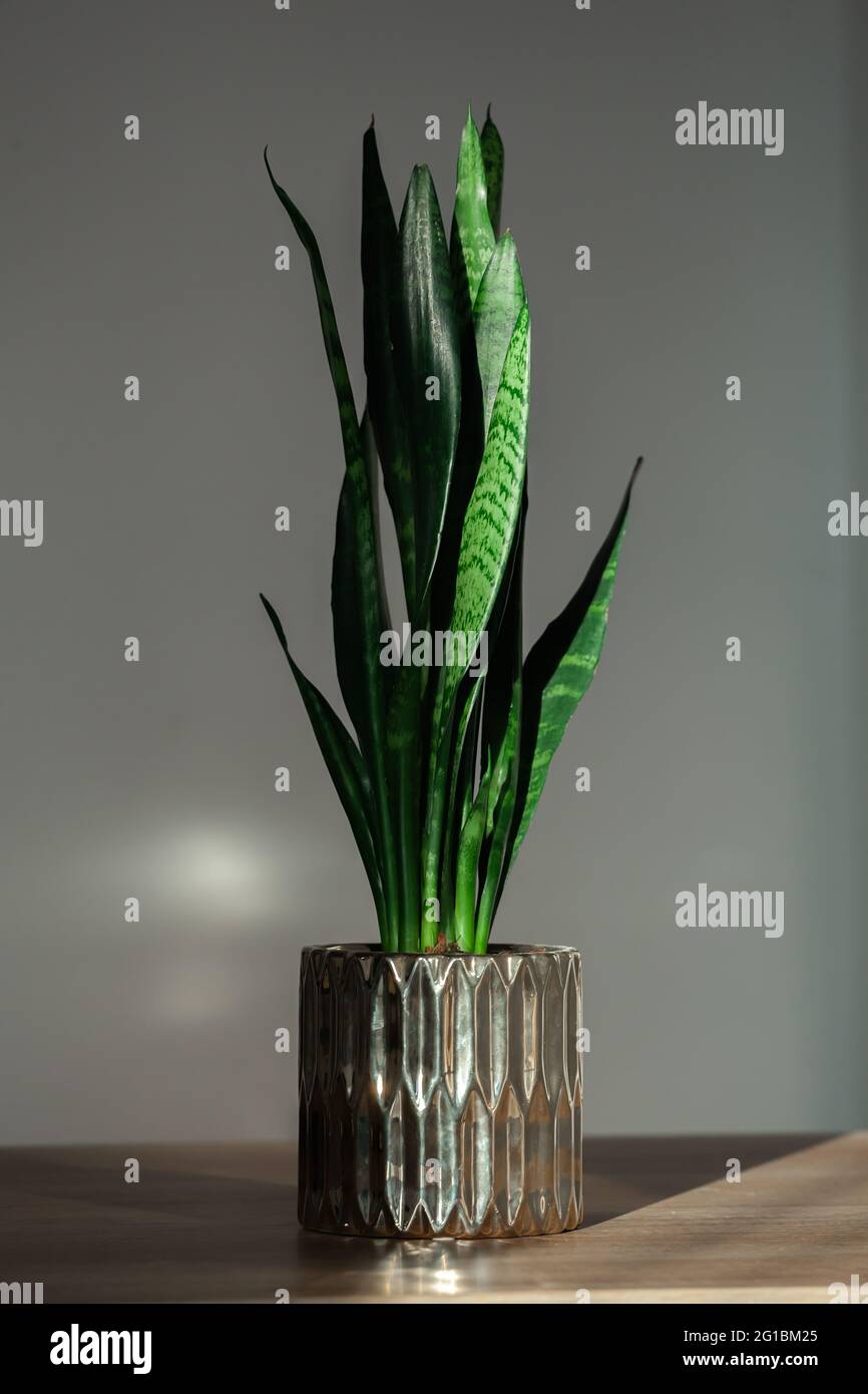 Zimmerpflanze Sansevieria grün im goldenen Topf drinnen Stockfoto