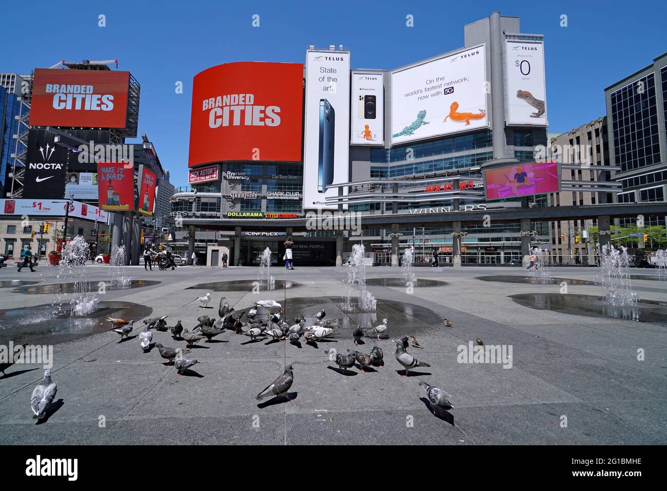 Toronto, Kanada - 30. Mai 2021: Große Taubenscharen erfreuen sich an den Springbrunnen, die aus dem Bürgersteig am Yonge-Dundas Square, im Herzen von Downto, hervorgehen Stockfoto