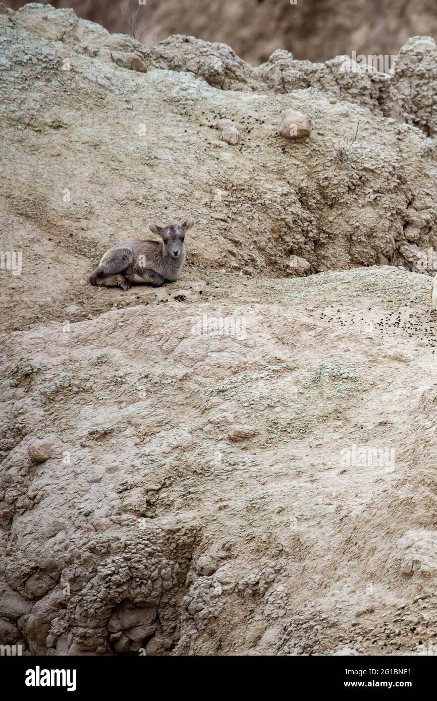 Dickhornschaflamm (Ovis canadensis) im Badlands National Park von South Dakota, vertikal Stockfoto