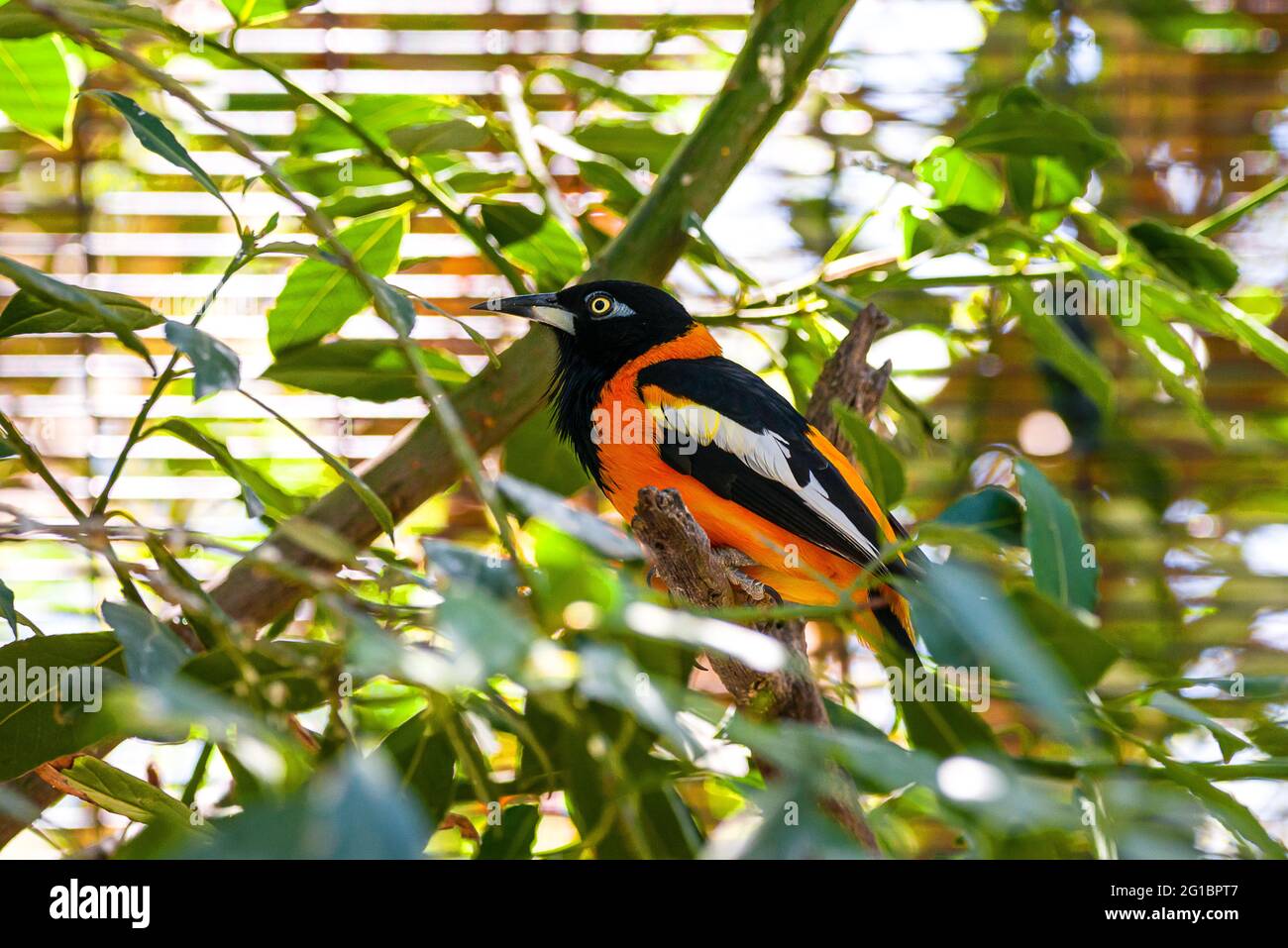 Ein Orangefarbener Vogel Stockfoto
