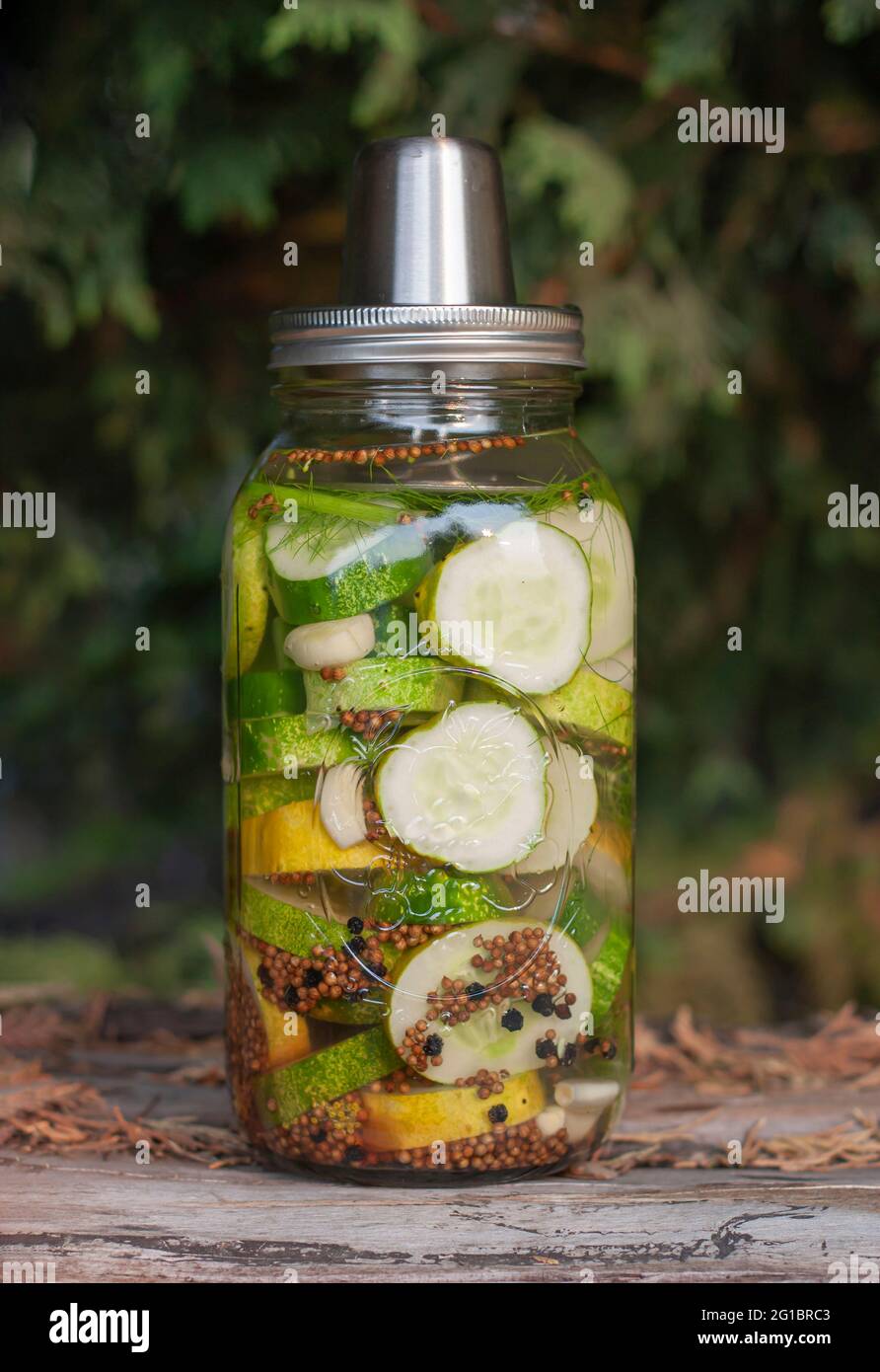 Altmodisches Eingelegtglas mit Gurken in Salzlake und Gewürzen im herbstlichen Ambiente. Stockfoto