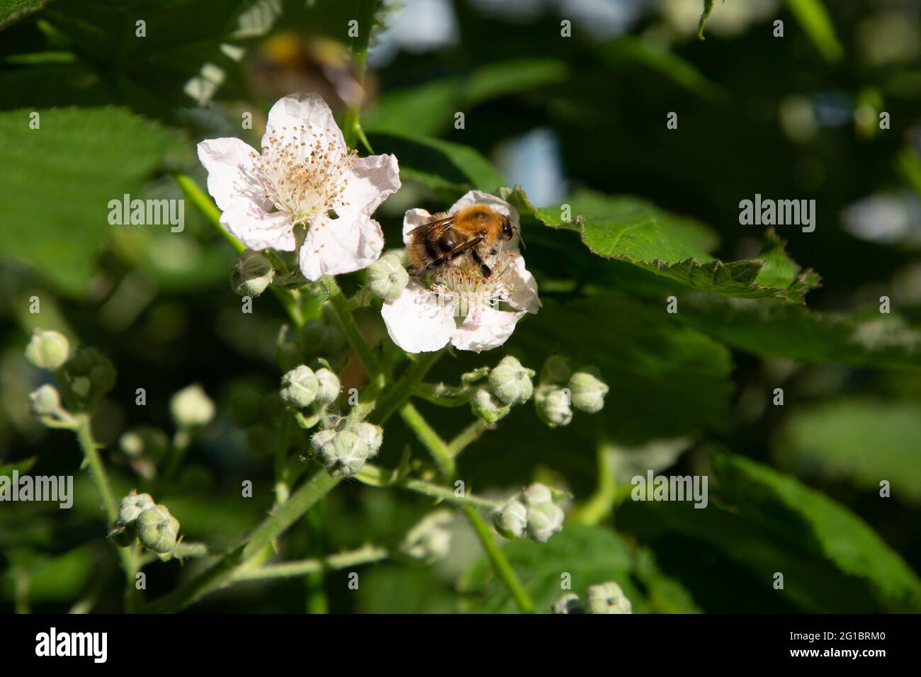 Bombus hortorum, die Gartenhummel, die Pollen aus der Brombeerblüte sammelt. Richmond, London, Großbritannien. 5.2.2021 --- Bombus hortorum ist eine Art von b Stockfoto