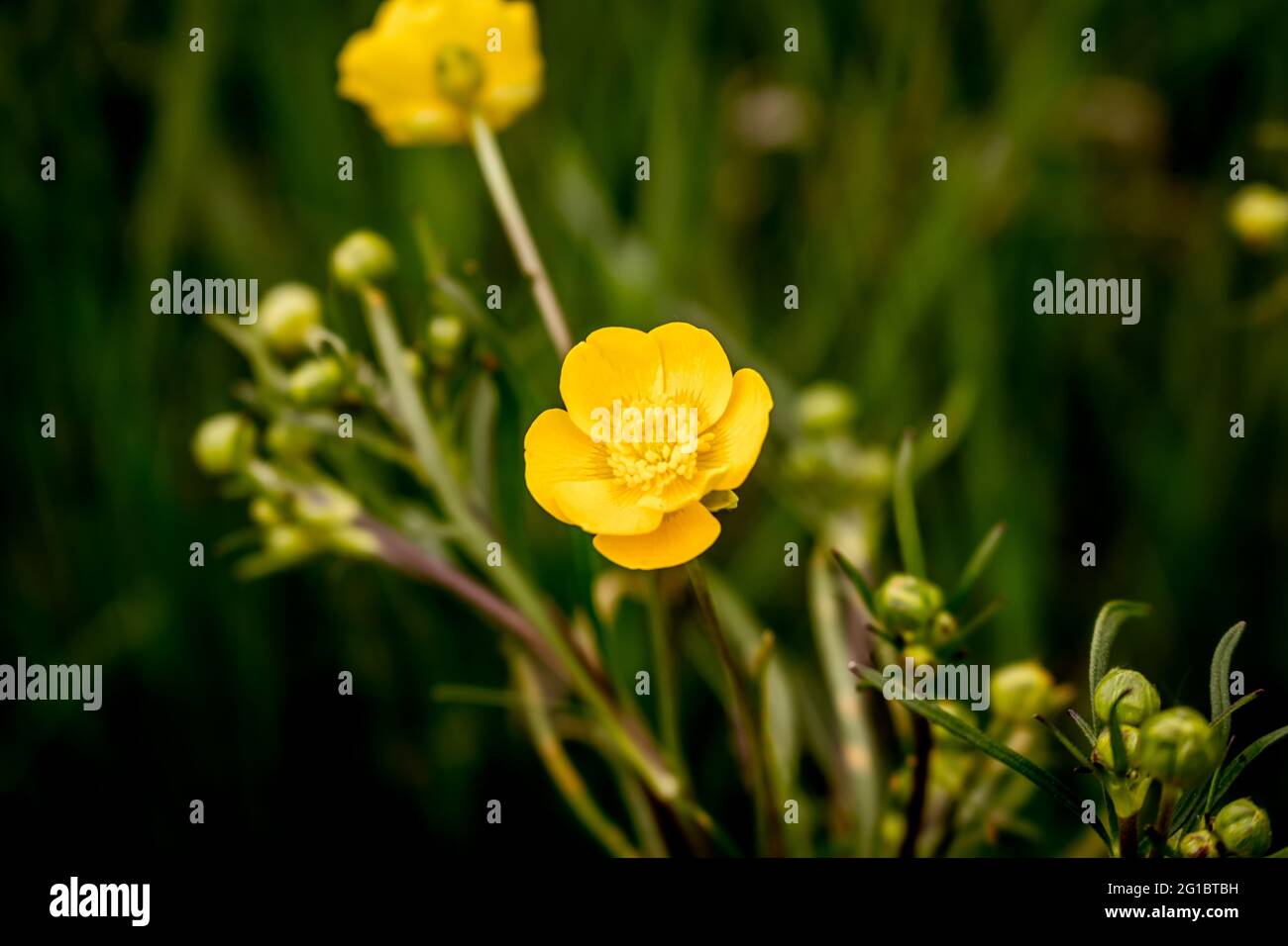 Ranunculus bulbosus, allgemein bekannt als Knollenbutterhalm oder St. Anthony's Rübe Stockfoto