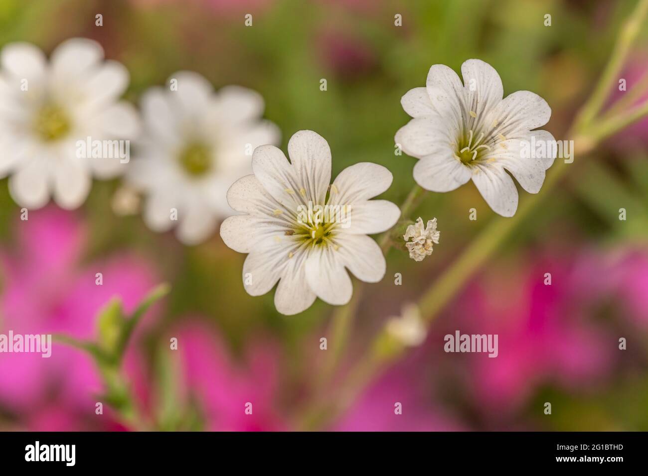 Nahaufnahme von hübschen weißen Sommerblumen Stockfoto